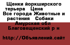 Щенки йоркширского терьера › Цена ­ 20 000 - Все города Животные и растения » Собаки   . Амурская обл.,Благовещенский р-н